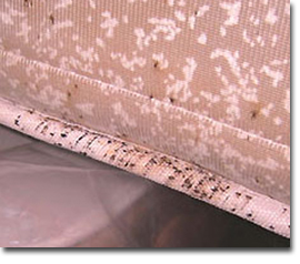 bed bug mattress cleaning