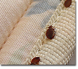 bed bug mattress treatment